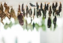 evolution and development impact