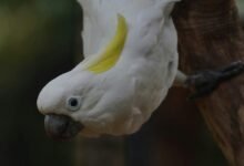 consolidated executive intelligence dossier