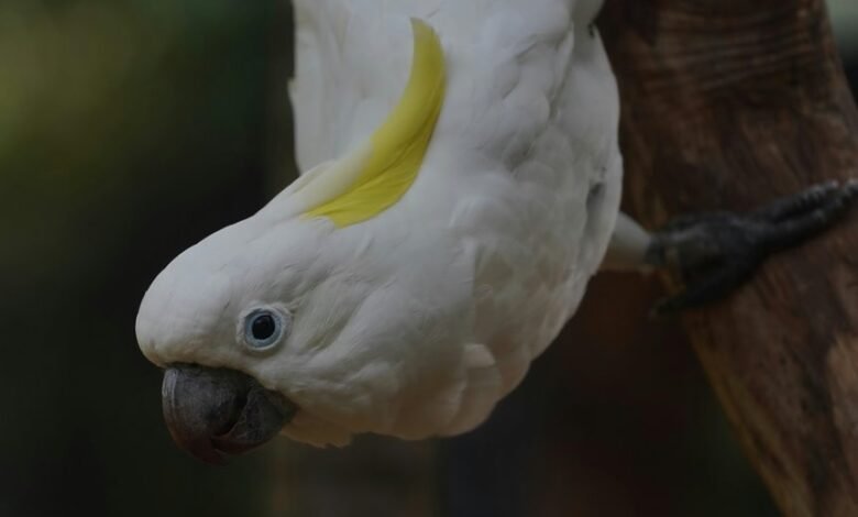 consolidated executive intelligence dossier