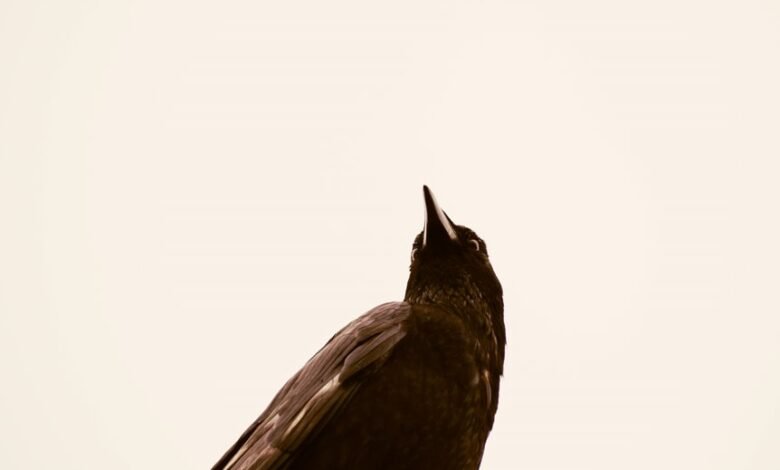 organisational intelligence impact summary